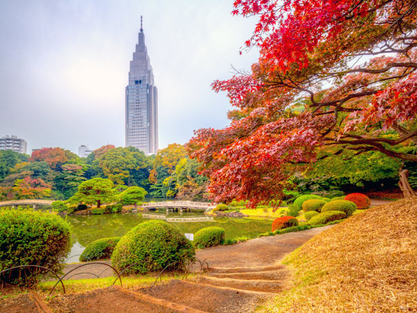 新宿御苑 錦秋に染まる日本初の皇室庭園 庭師と新宿御苑さんぽ 江戸の池泉式 英国式 フランス式庭園の巧みな融合 都心に広がる巨樹の森 Tk18d027 東京まち歩きツアー まいまい東京